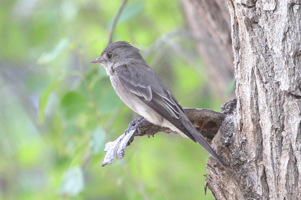 Western Wood-Pewee - ML640489827