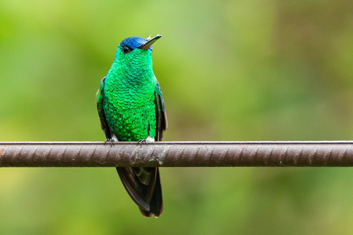 Indigo-capped Hummingbird - ML640489839
