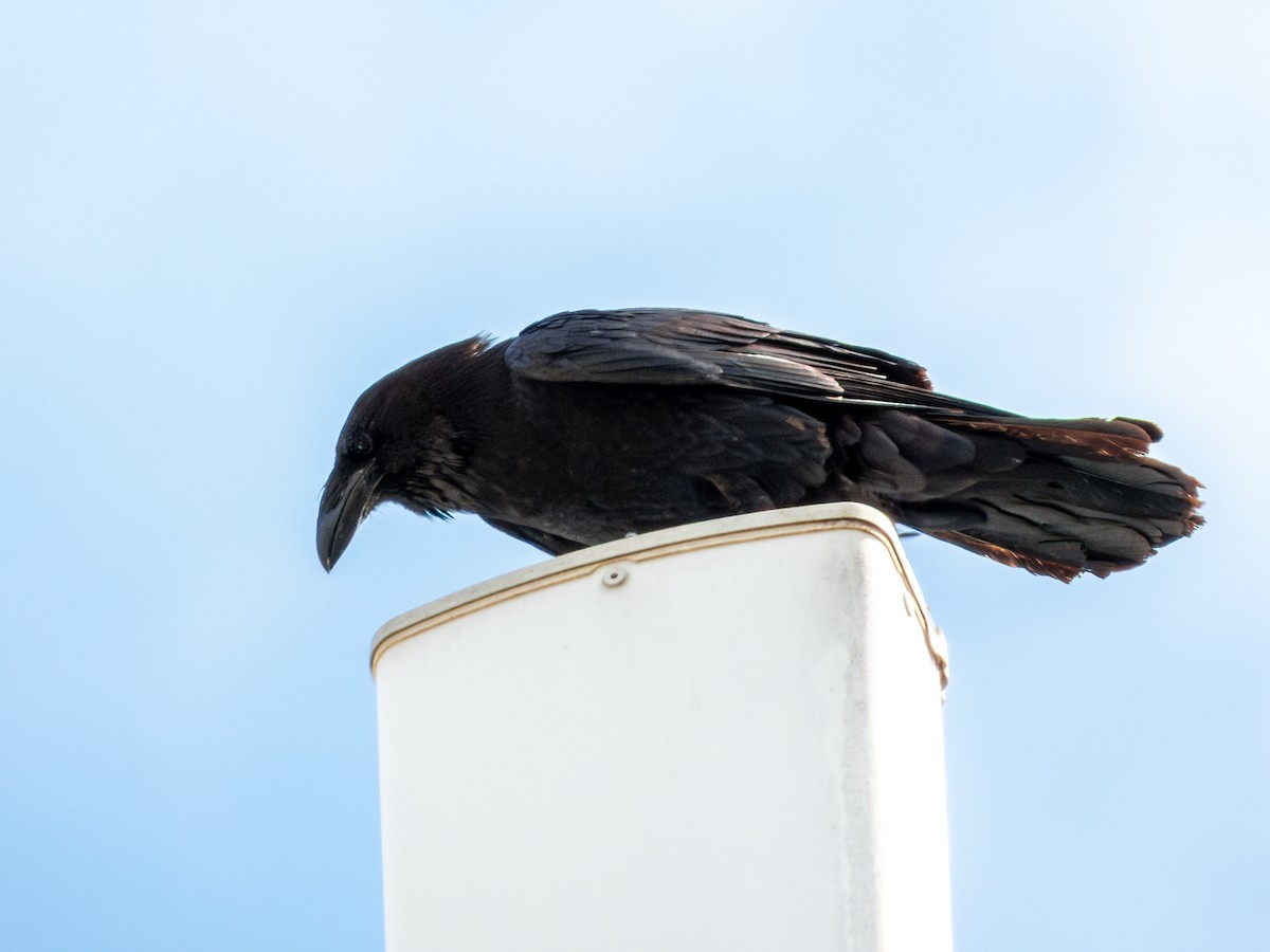 kaktusravn - ML640489856
