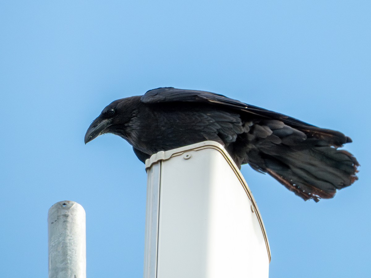 kaktusravn - ML640489866