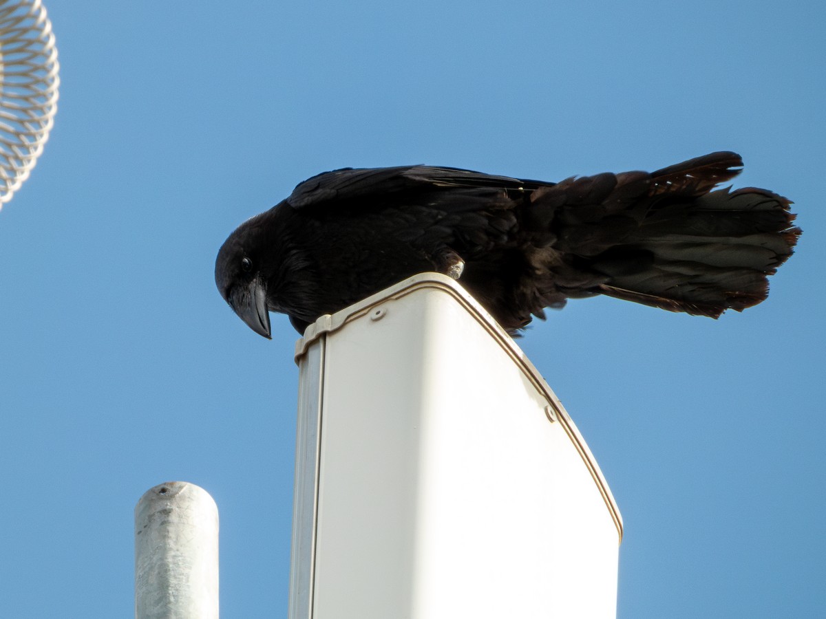 kaktusravn - ML640489867