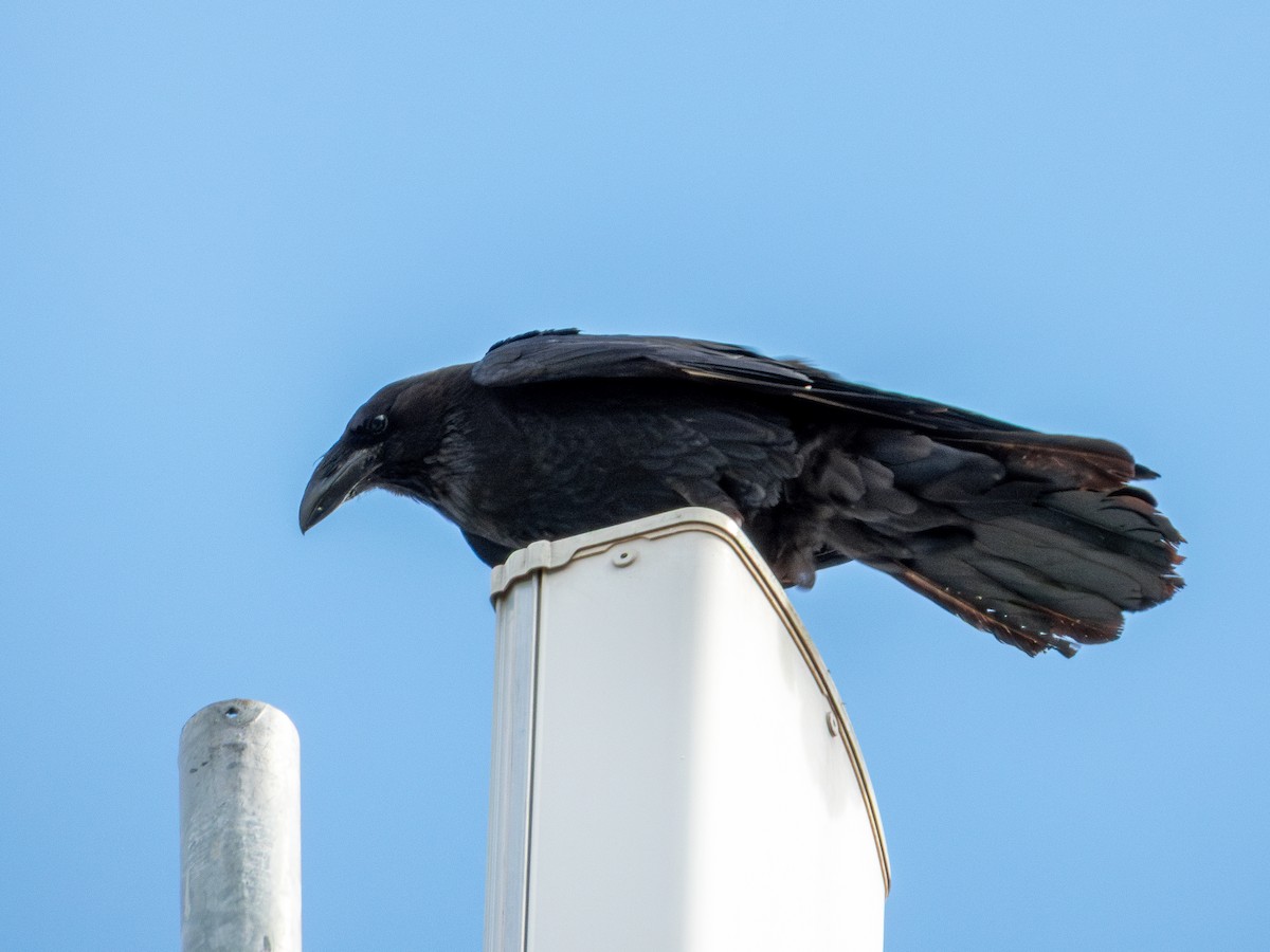 kaktusravn - ML640489868