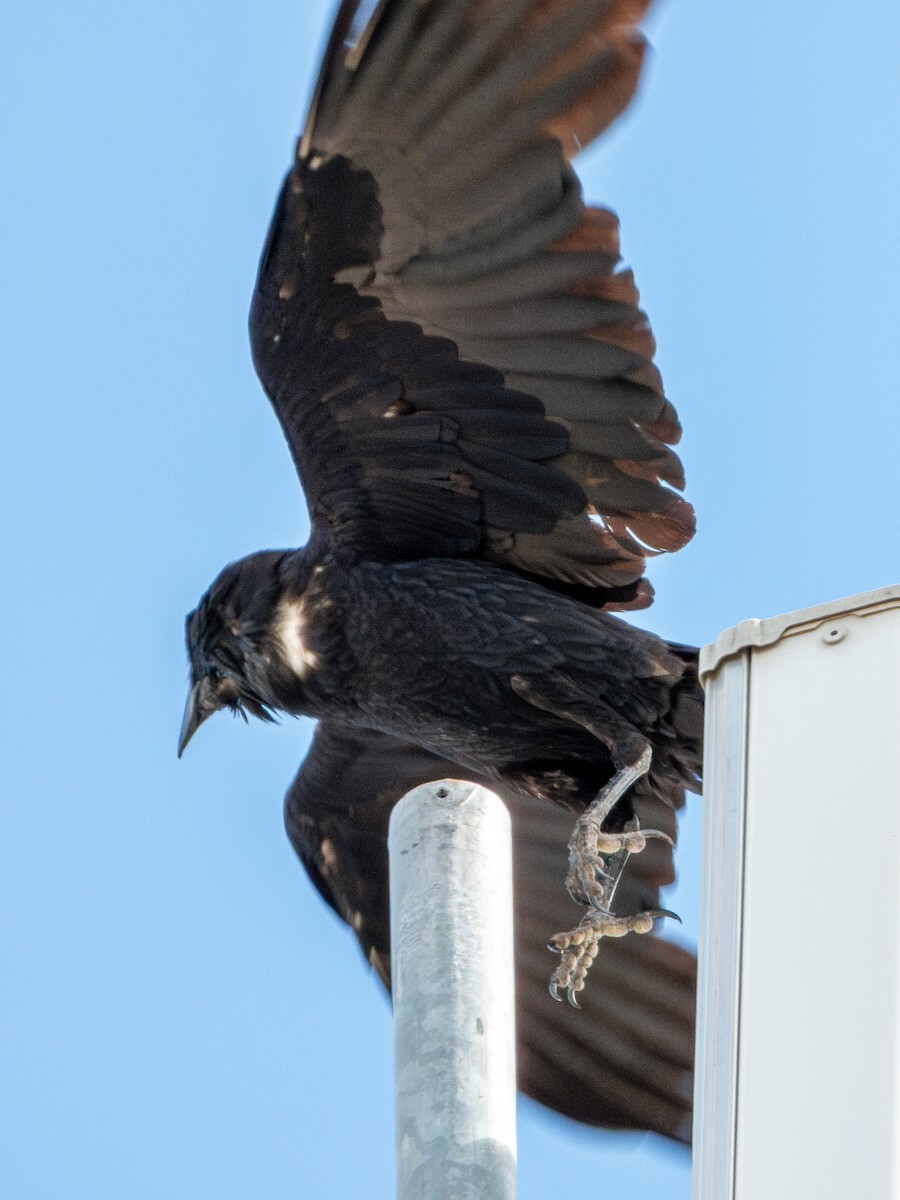 kaktusravn - ML640489869
