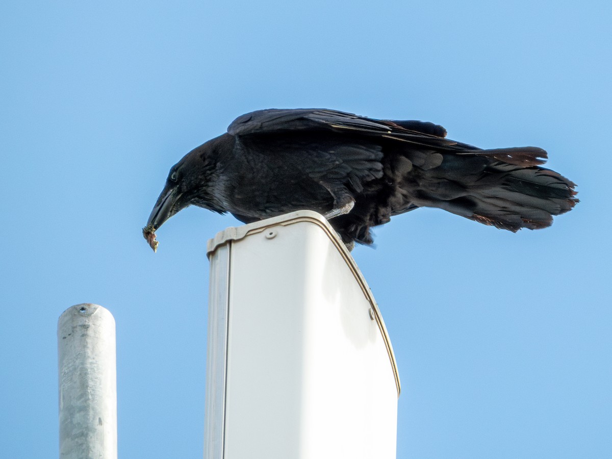 kaktusravn - ML640489870