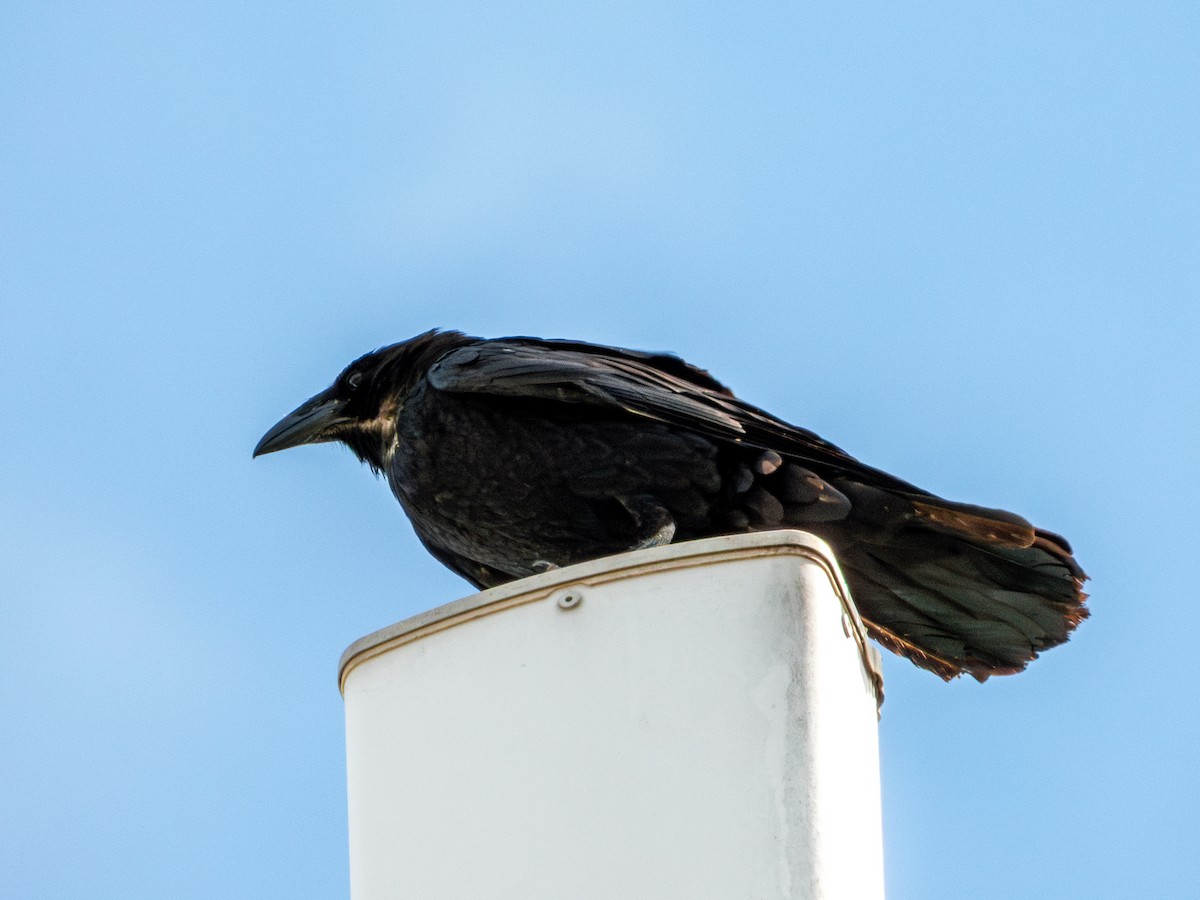 kaktusravn - ML640489872