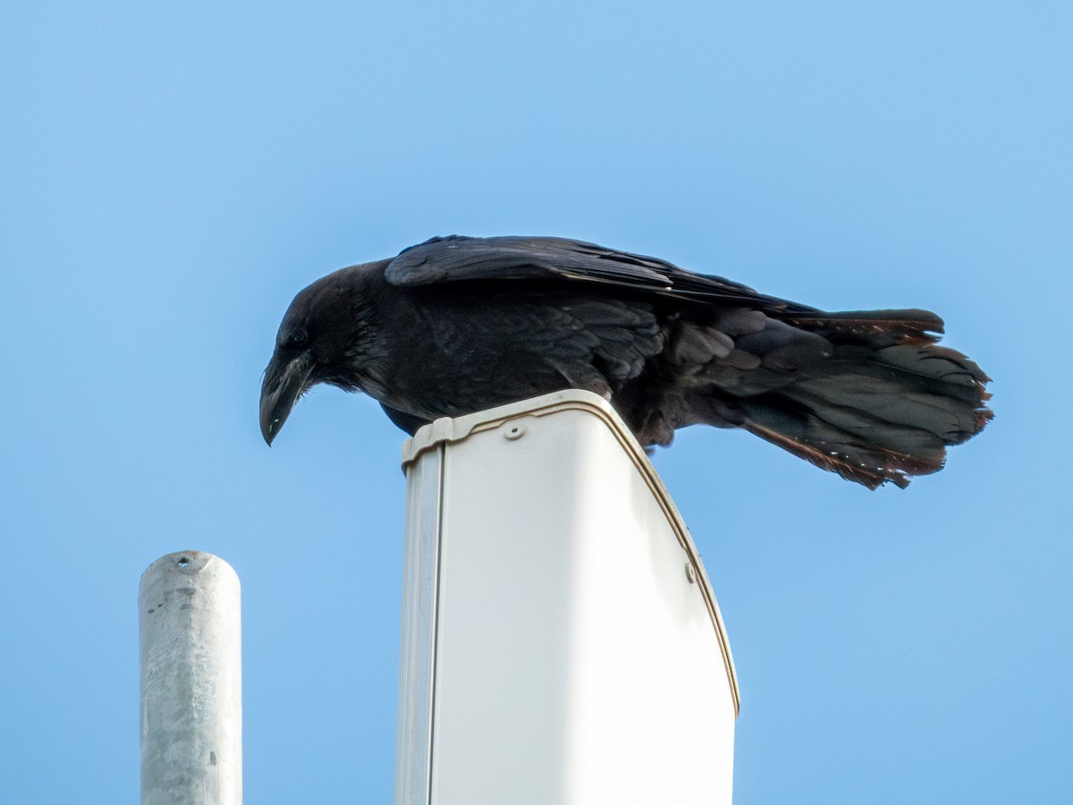 kaktusravn - ML640489873