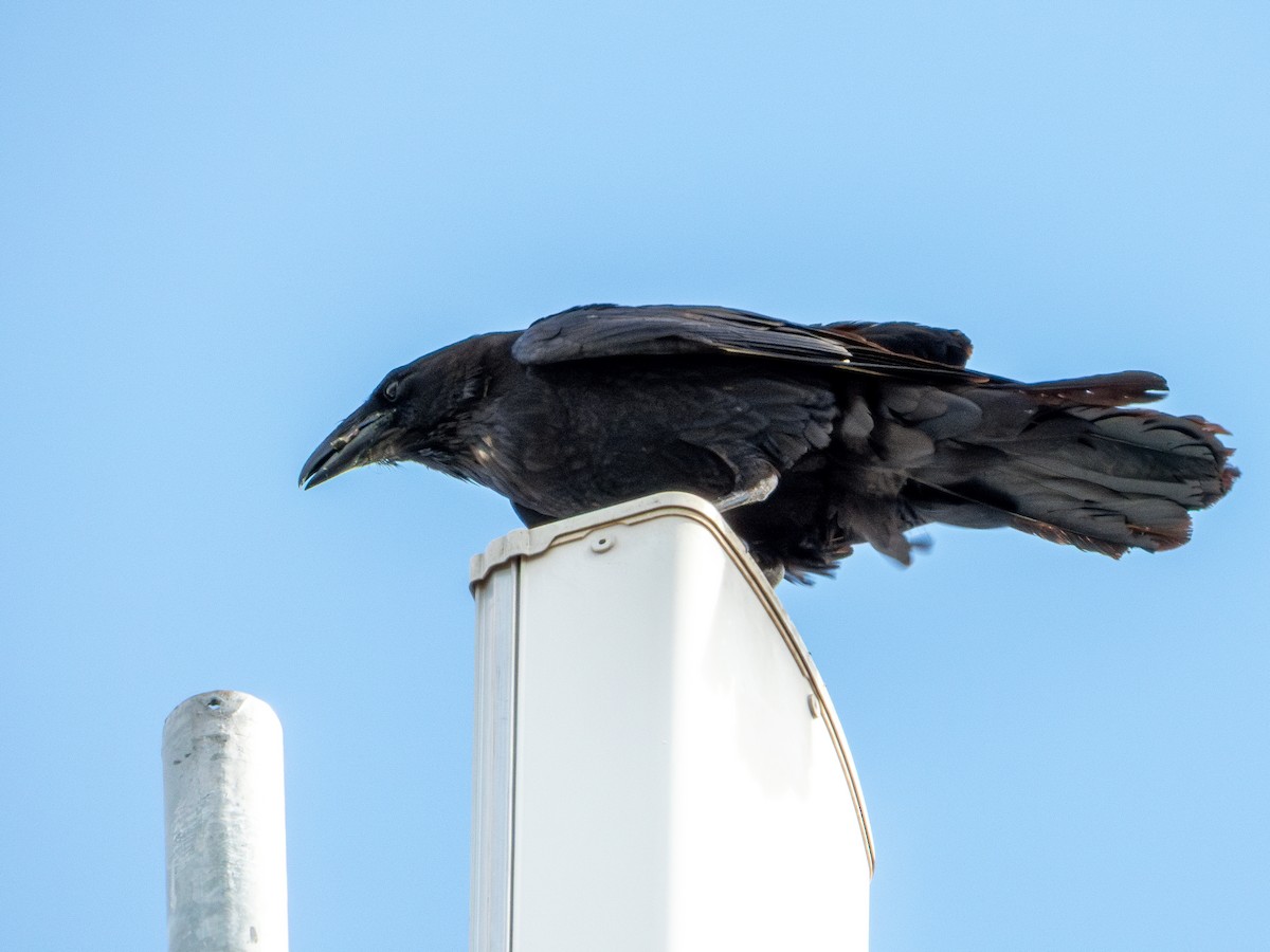 kaktusravn - ML640489874