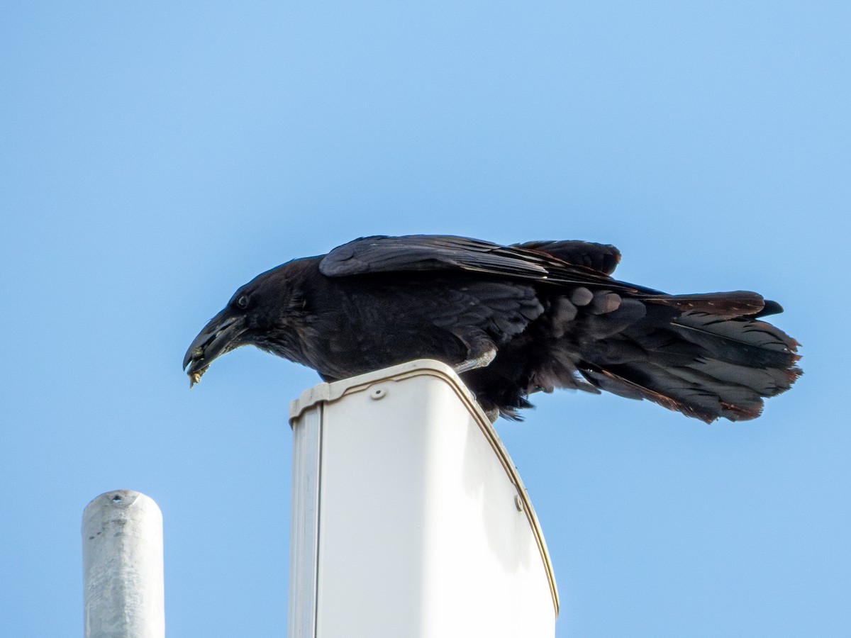 kaktusravn - ML640489875