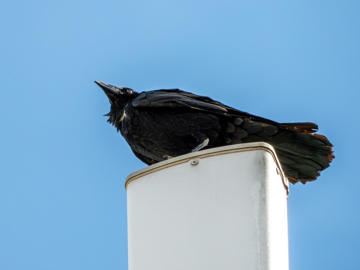 kaktusravn - ML640489876