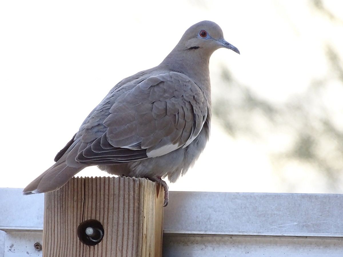 White-winged Dove - ML640489891