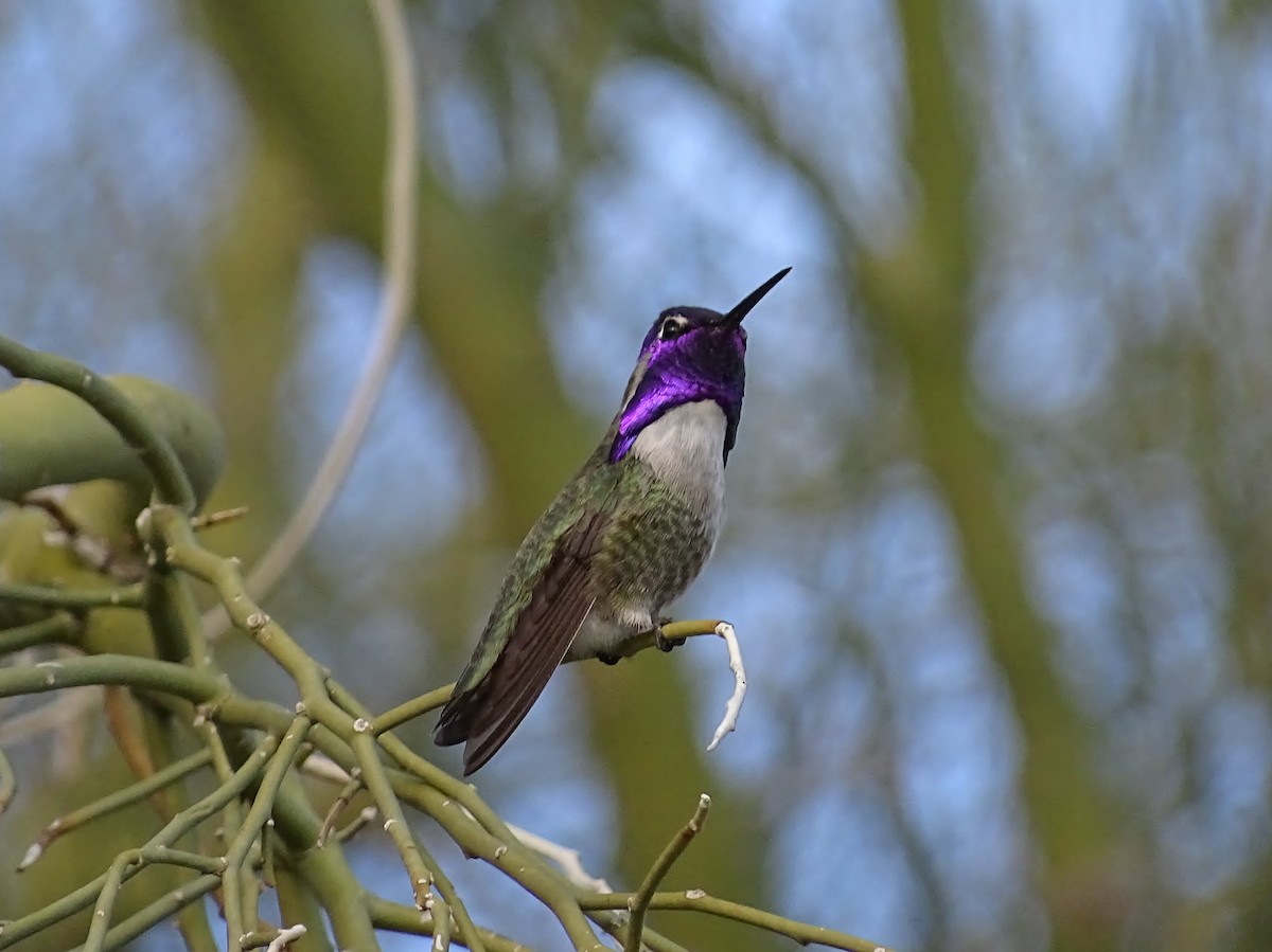 Costa's Hummingbird - ML640489912