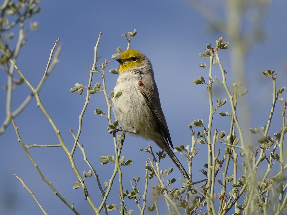 Verdin - ML640489917