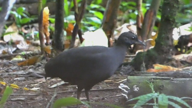 ムジシギダチョウ - ML640489918