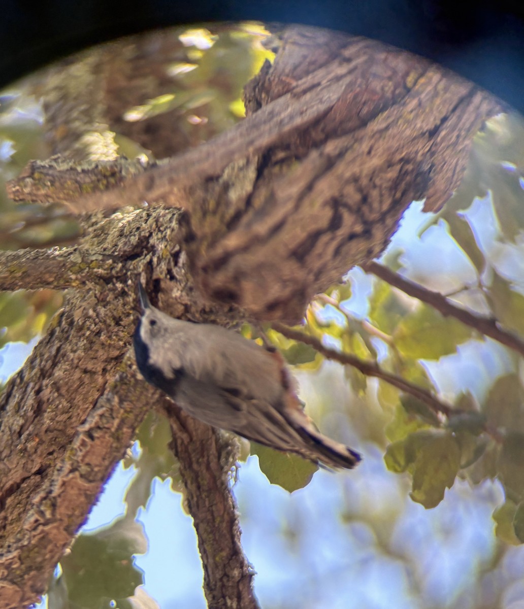 White-breasted Nuthatch - ML640489921