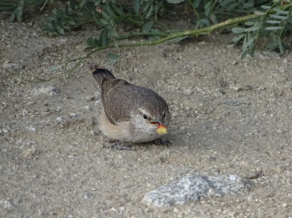 Rock Wren - ML640489927