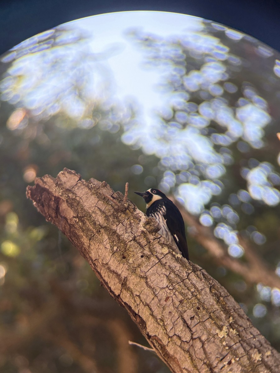 Acorn Woodpecker - ML640489946