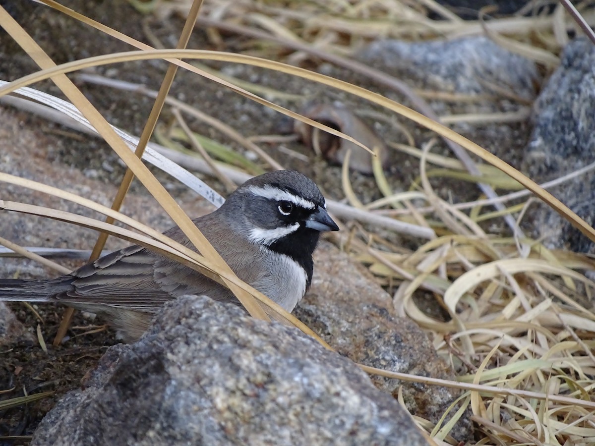 Black-throated Sparrow - ML640489967