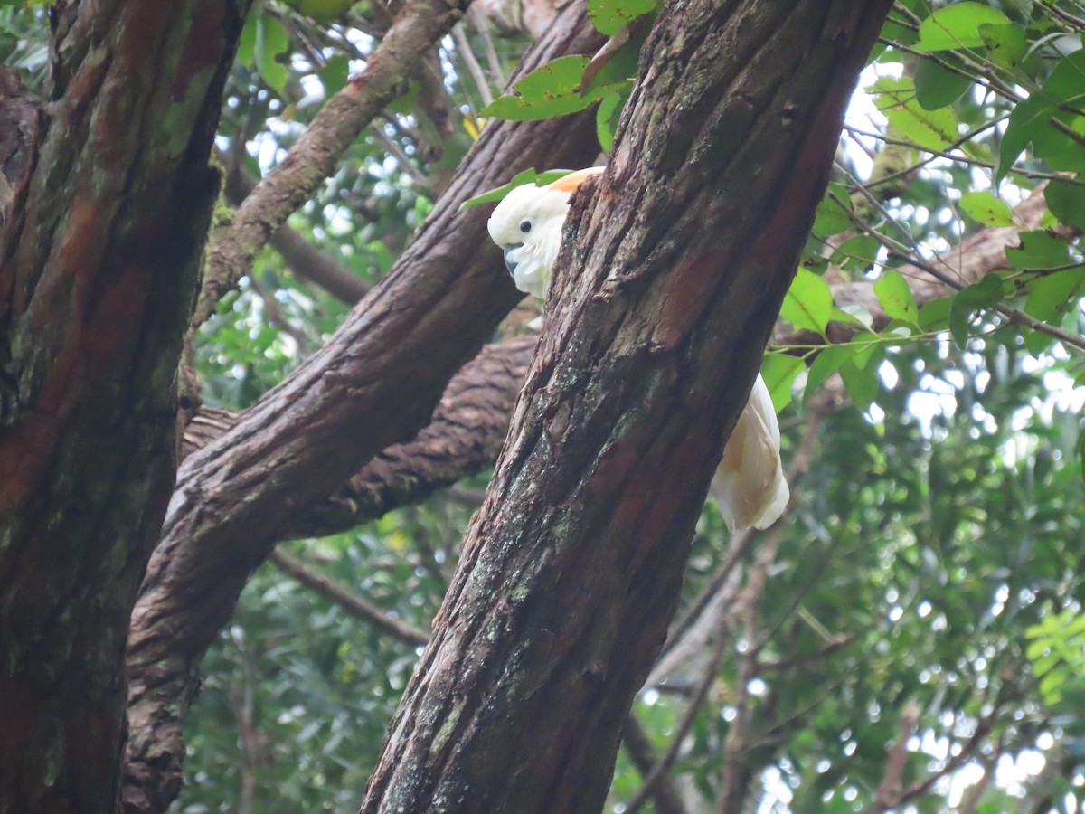 Salmon-crested Cockatoo - ML640489975