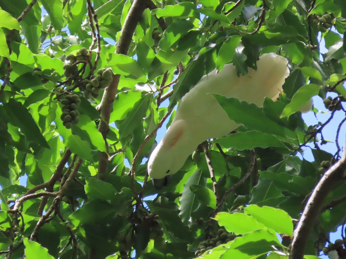 Salmon-crested Cockatoo - ML640489976