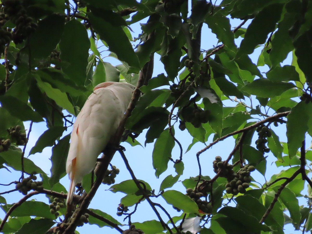 Salmon-crested Cockatoo - ML640489977