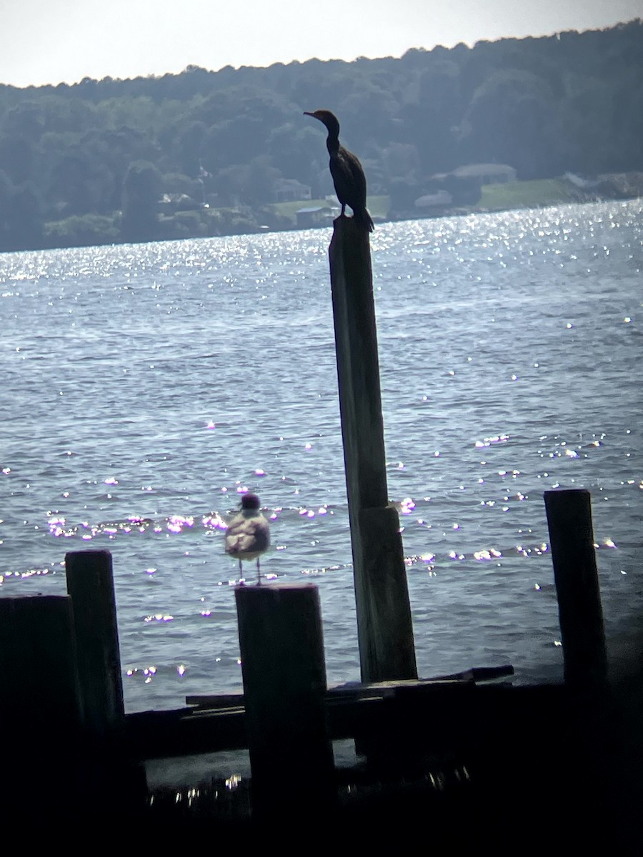 Double-crested Cormorant - ML640489985