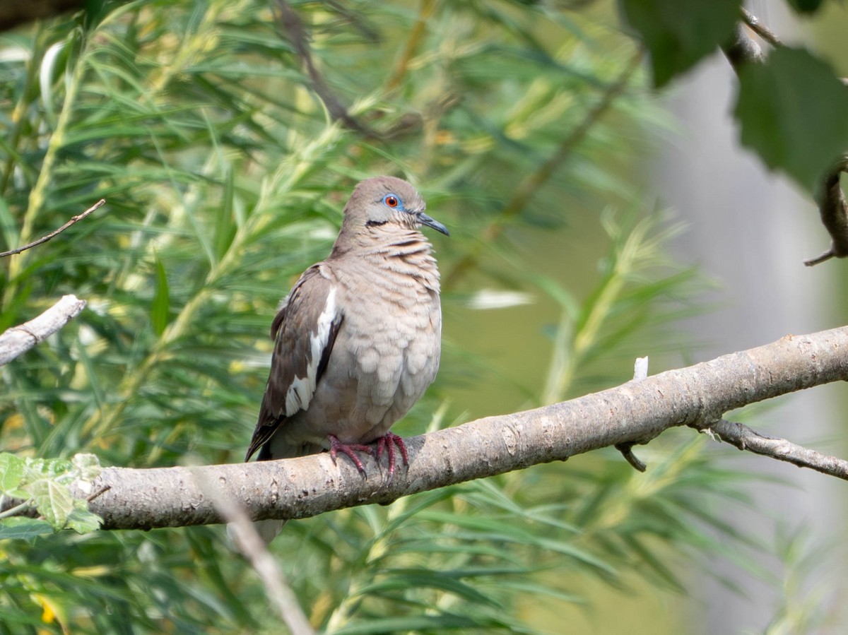 White-winged Dove - ML640490013