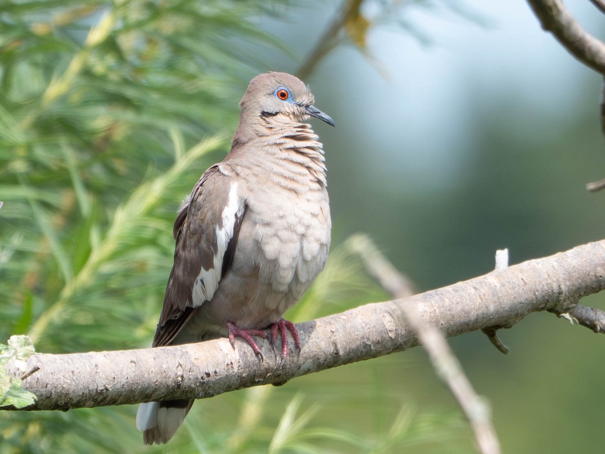 White-winged Dove - ML640490014