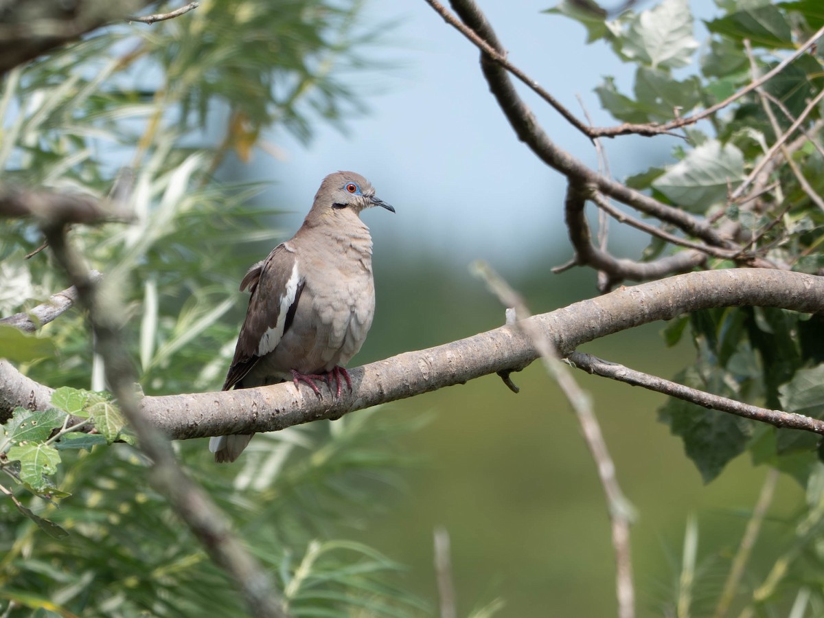 White-winged Dove - ML640490015