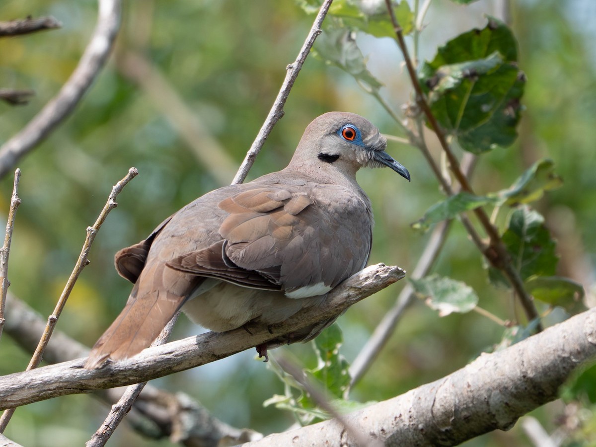 White-winged Dove - ML640490016
