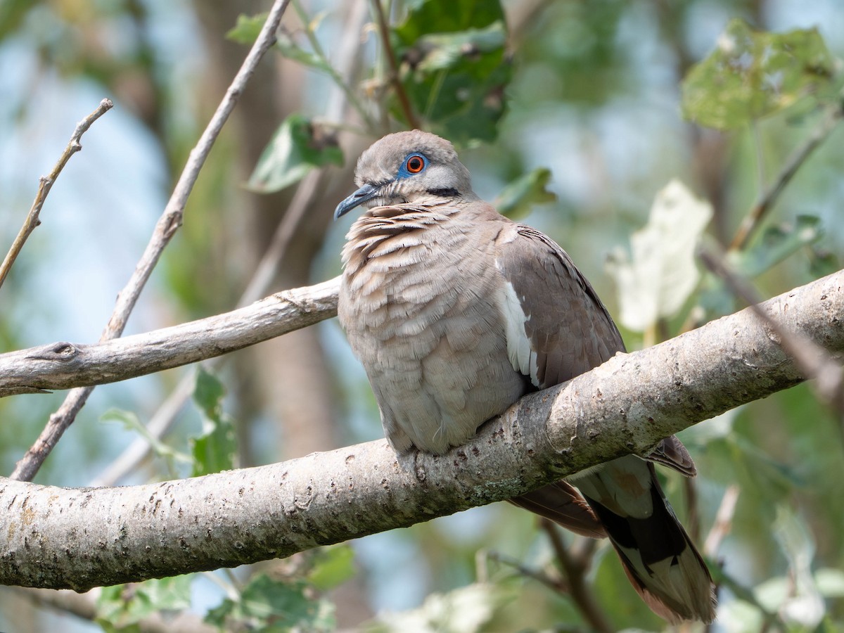 White-winged Dove - ML640490018