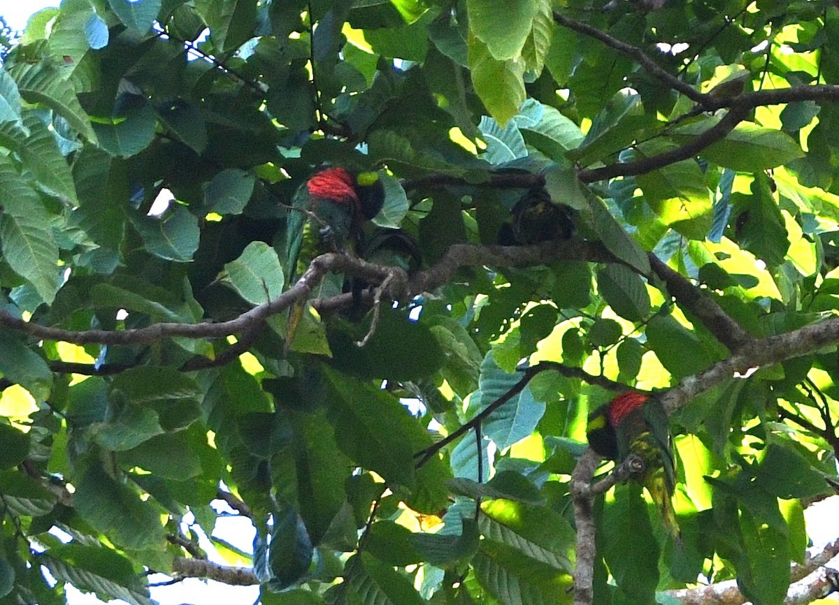 Coconut Lorikeet - ML640490022