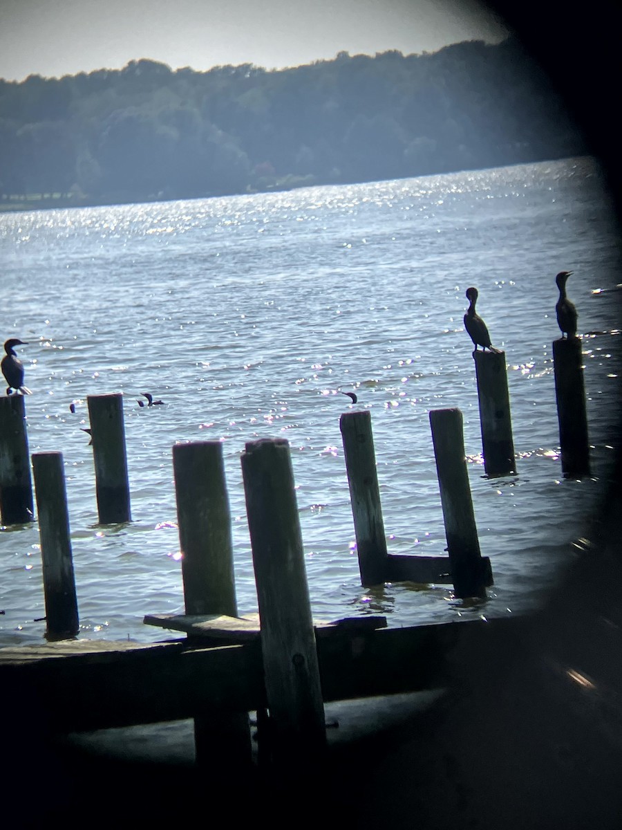 Double-crested Cormorant - ML640490033