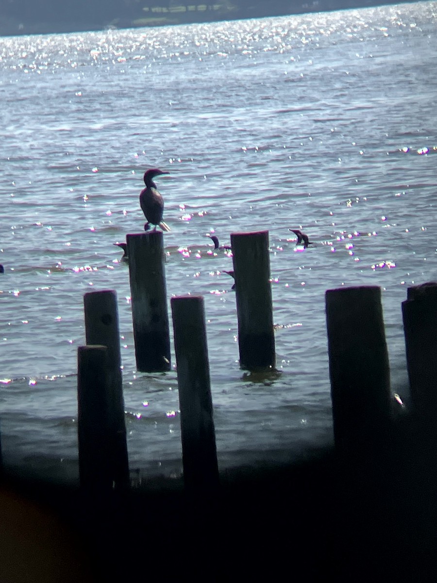 Double-crested Cormorant - ML640490034
