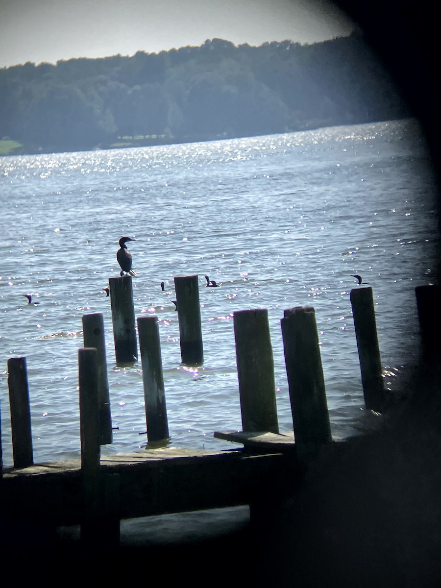 Double-crested Cormorant - ML640490035