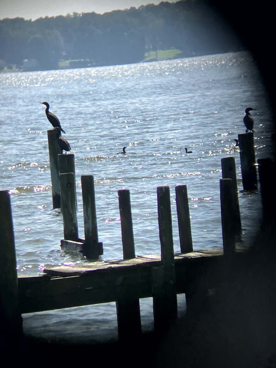 Double-crested Cormorant - ML640490036