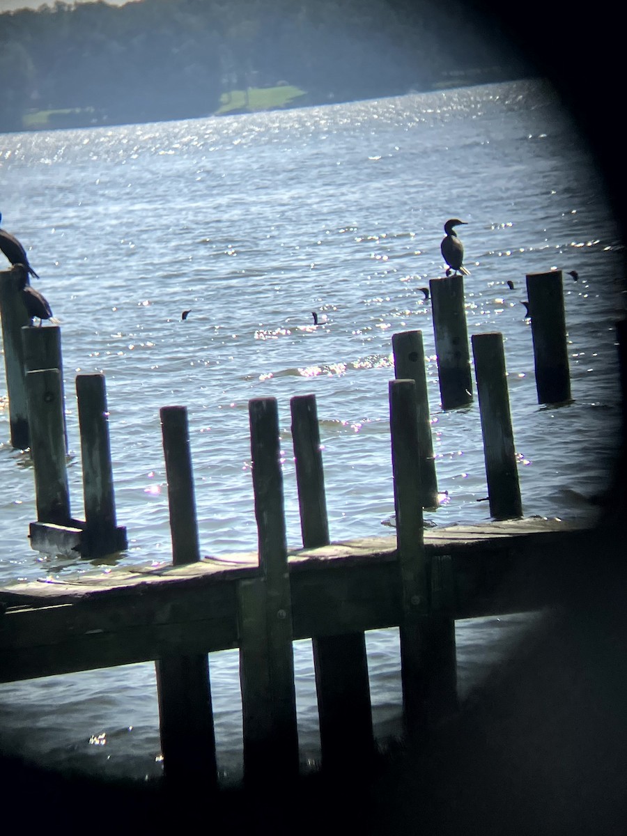 Double-crested Cormorant - ML640490037