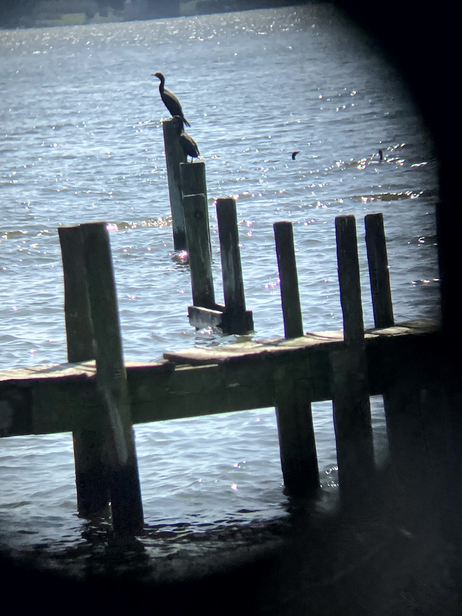 Double-crested Cormorant - ML640490038