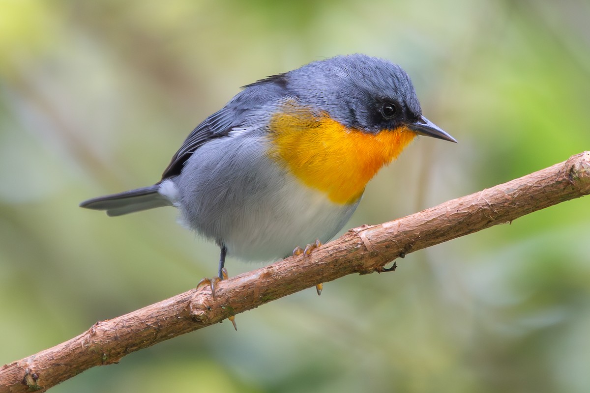 Flame-throated Warbler - ML640490041