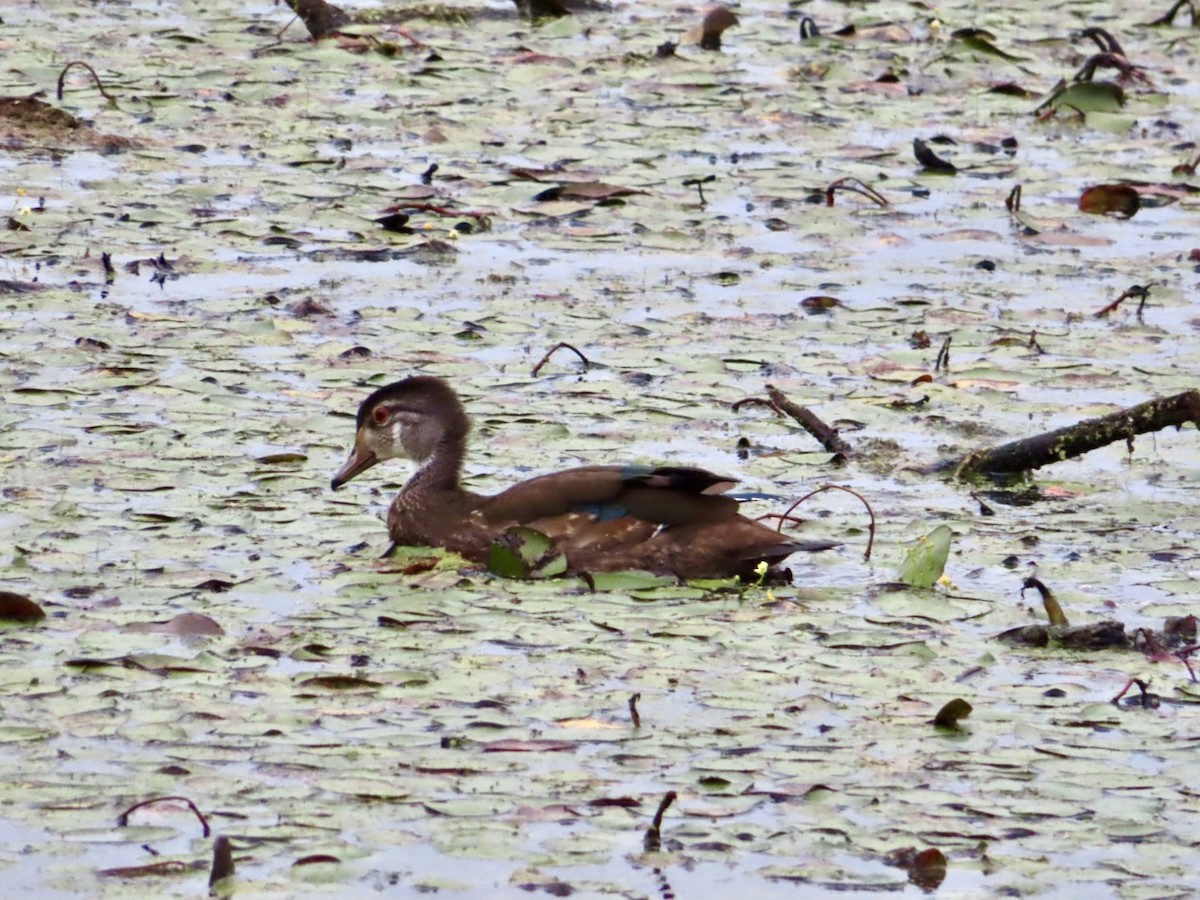 Wood Duck - ML640490044