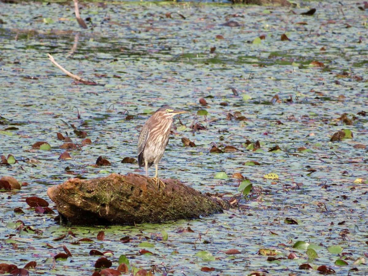 Green Heron - ML640490050
