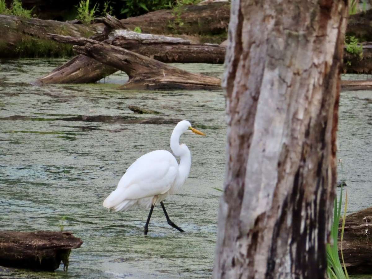 Great Egret - ML640490060