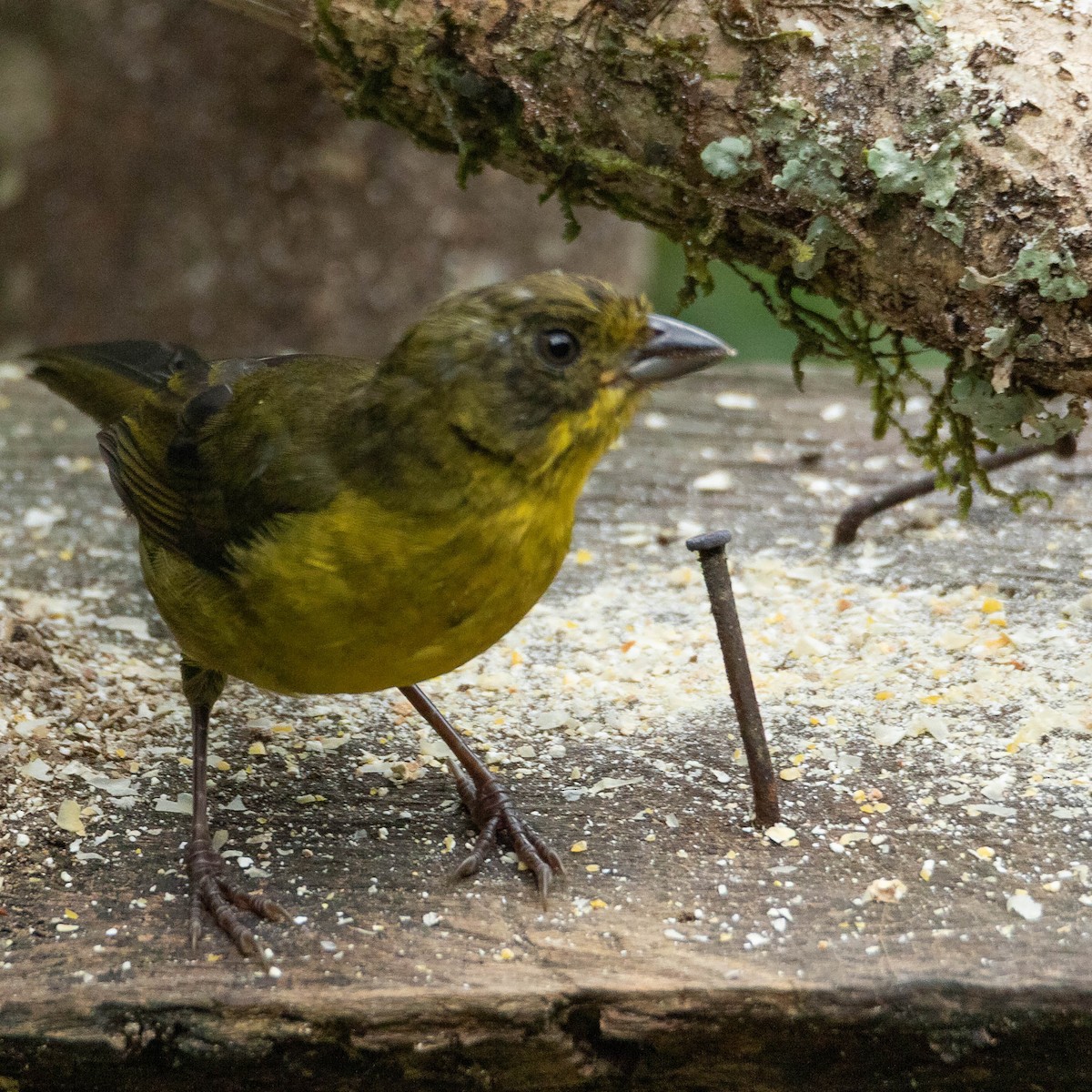 Dusky-headed Brushfinch - ML640490097