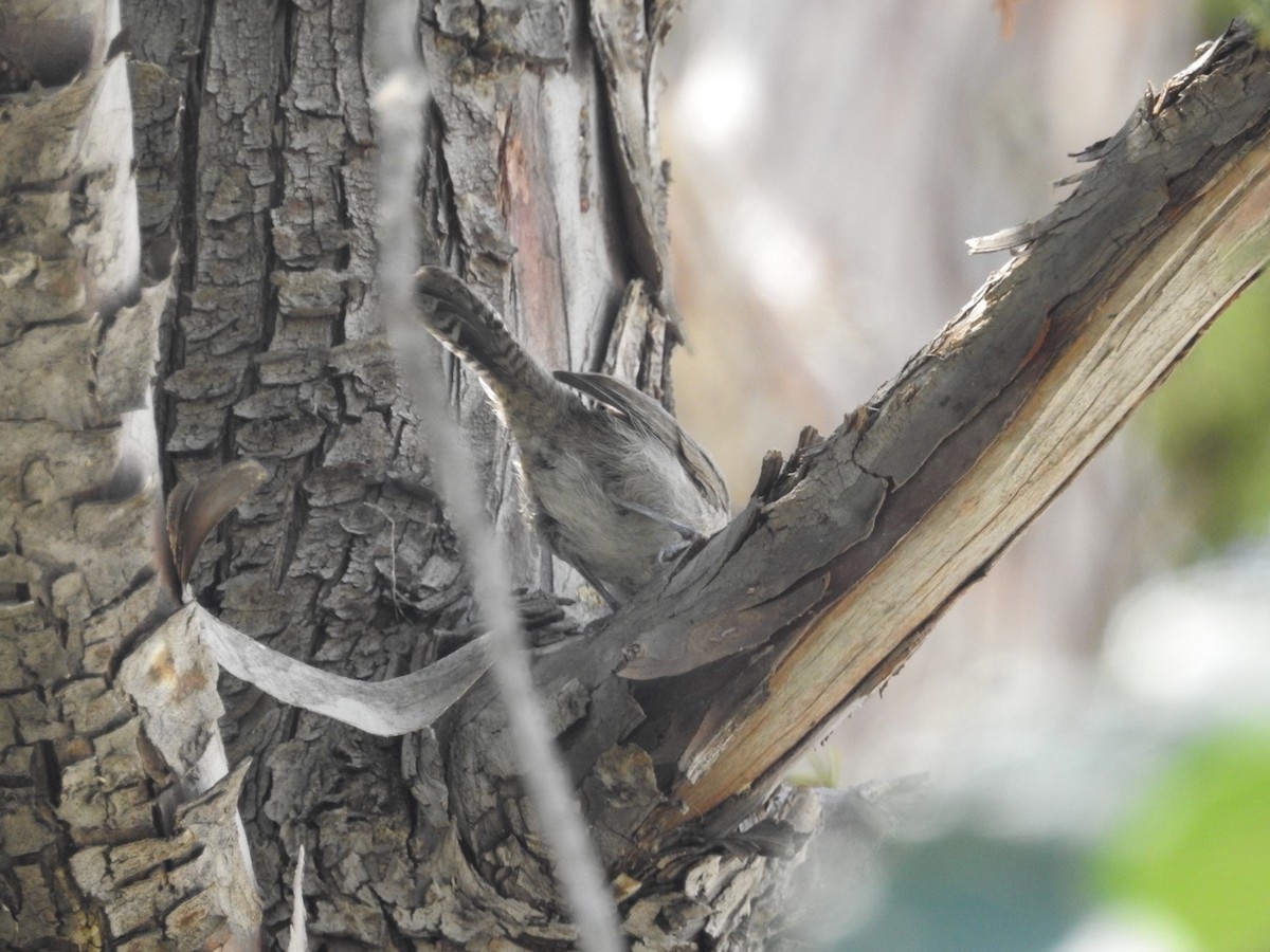 Bewick's Wren - ML64049021