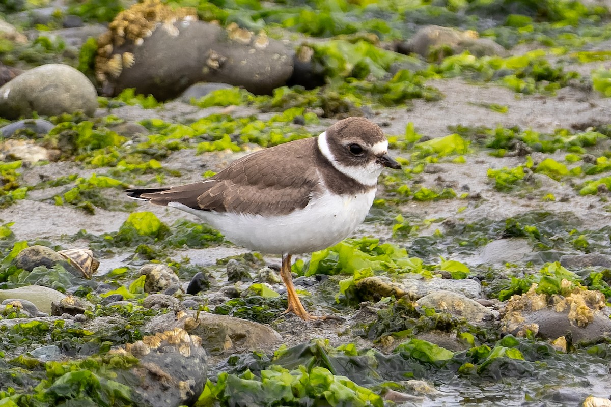 Semipalmated Plover - ML640490220