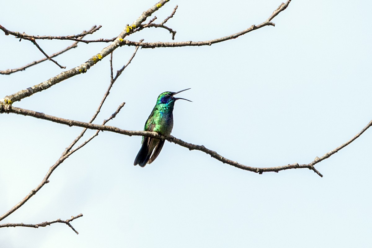 Colibri thalassin - ML640490238