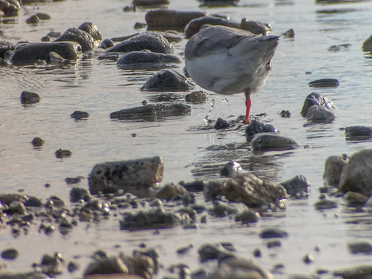 Magellanic Plover - ML640490365