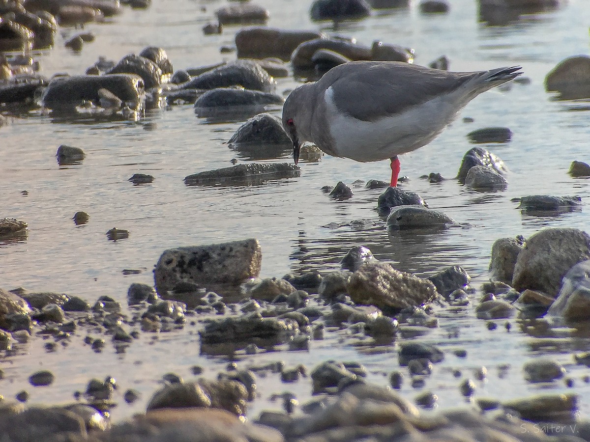 Magellanic Plover - ML640490366