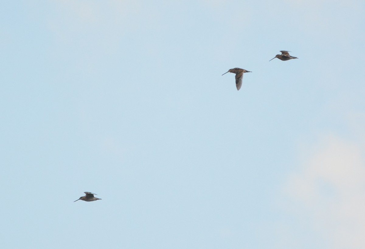 Magellanic Snipe - ML640490403