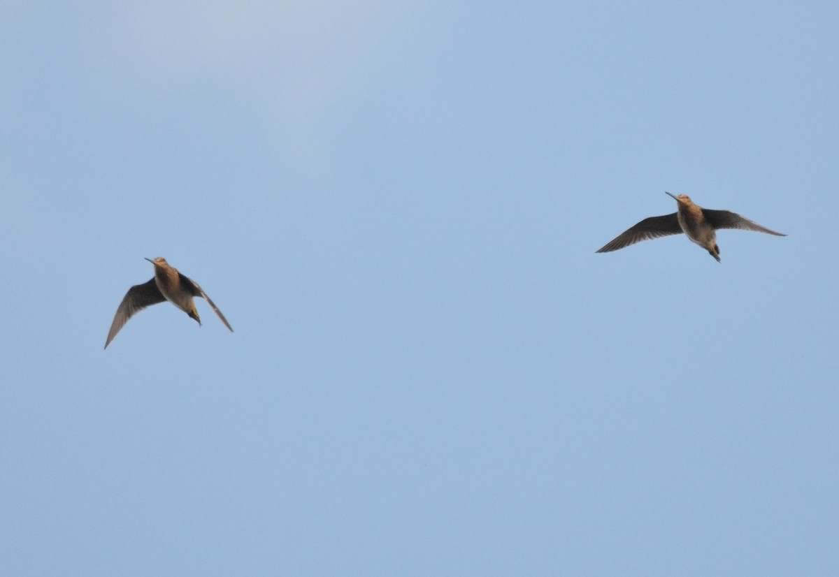 Magellanic Snipe - ML640490404