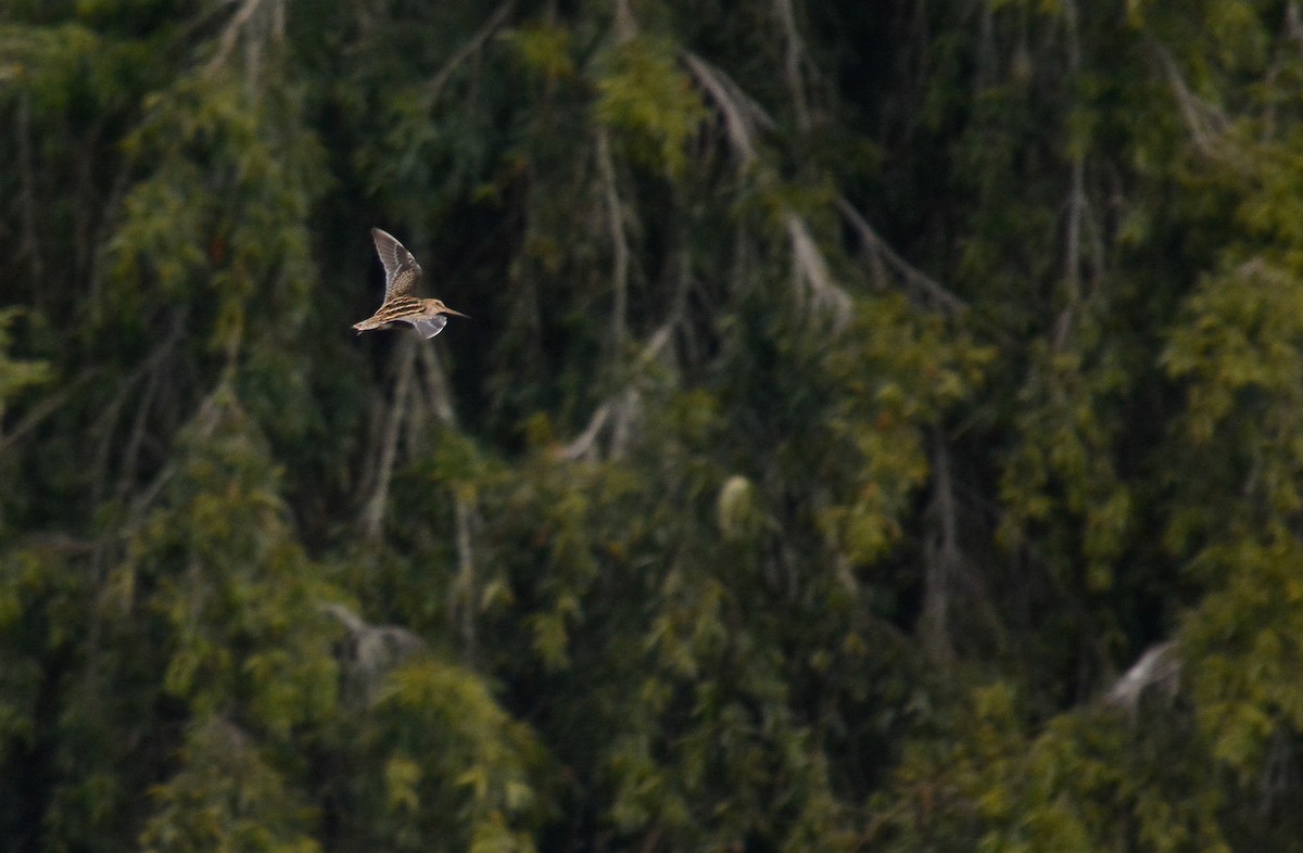 Magellanic Snipe - ML640490431